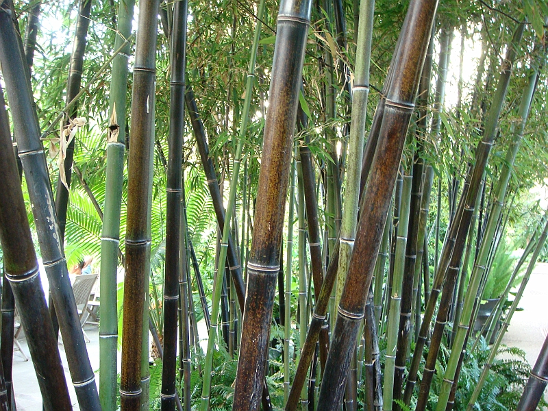 451 Longwood Gardens [2008 August 23].JPG - Longwood Gardens in Pennsylvania